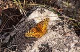 High Brown Fritillary Perdenales SP 2020